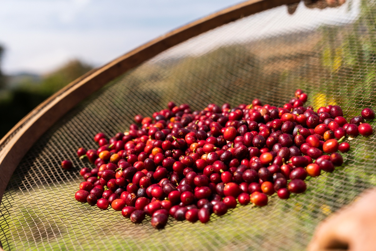 瑞幸“就喝原产地节”上线，原产地集群引行业关注