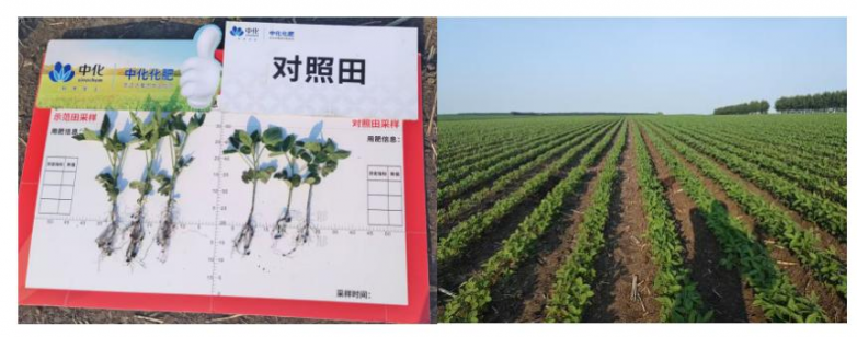 磷肥易固定，难吸收？中化化肥麟葆，助力增产丰收